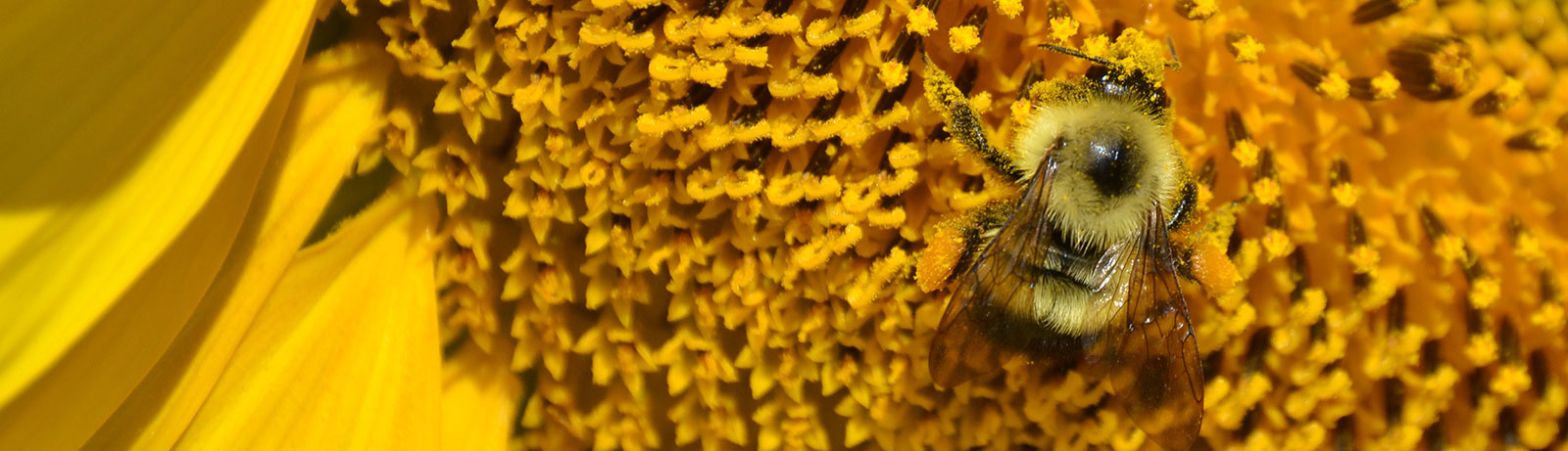Close up of bee on sunflower